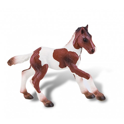 Paint Horse Foal