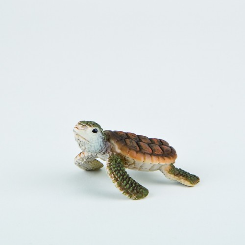 Young Sea Turtle