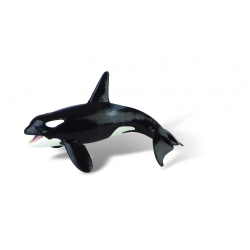 Orca Whale
