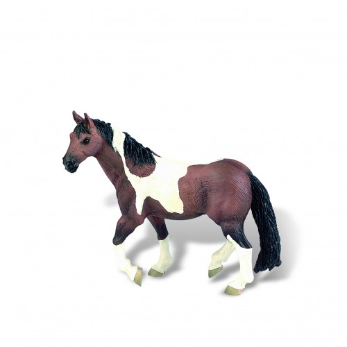 Paint Horse Mare