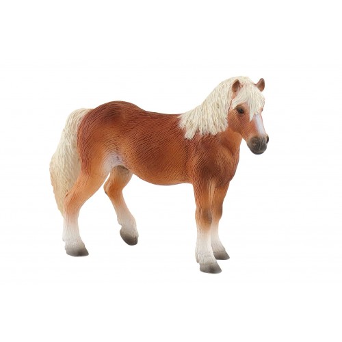 Haflinger Mare