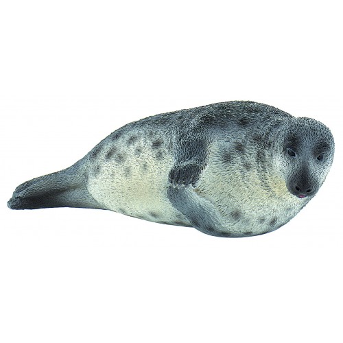 Grey Seal