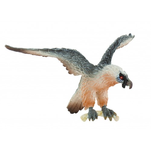 Bearded Vulture