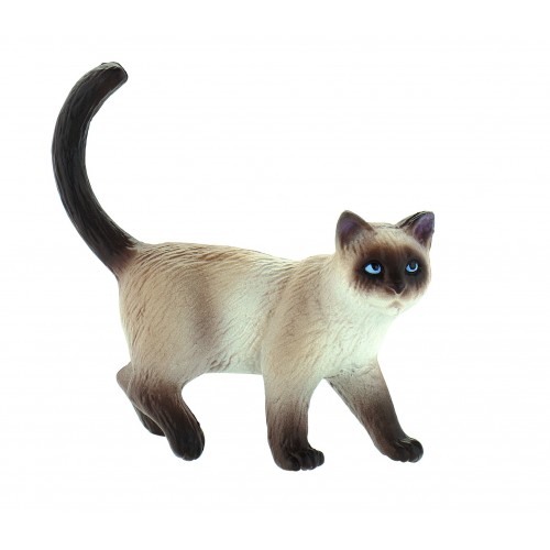Domestic Cat Kimmy