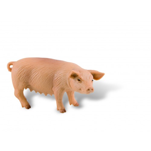 Sow