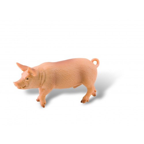 Pig